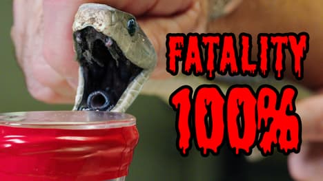 Black vs Green: Milking Deadly Mambas! (FINAL Snake Milking)