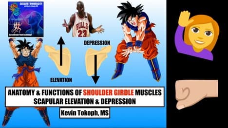 Anatomy & Physiology of Scapular Elevation & Depression