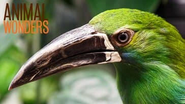 New, Old, and Continuing On