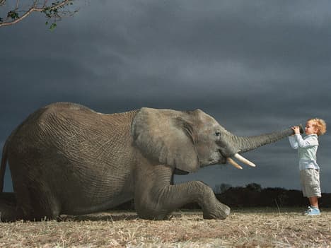 Embracing Individuality: The Story of Zeta the Zebra