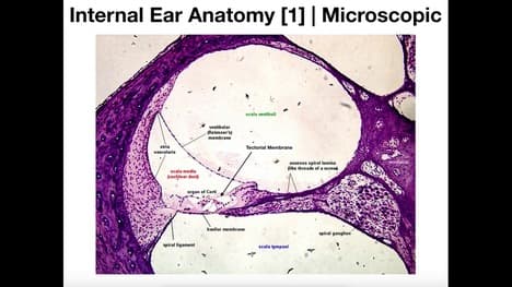 Microscopic Anatomy of the Cochlea [Organ of Corti]