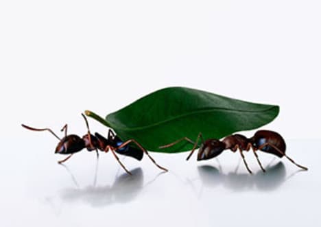 The Incredible Strength of Ants