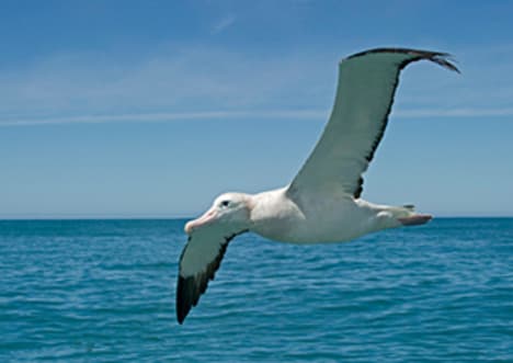 Albatross