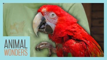 Training Scarlet the Macaw for Shows