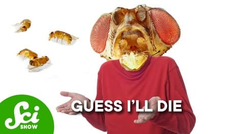 Why Flies Die When They See Dead Flies