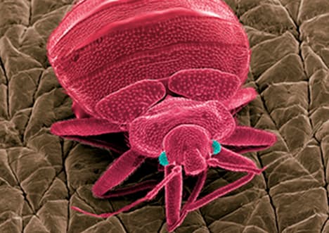 What is a microorganism?