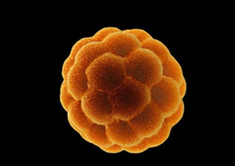 Blastocyst