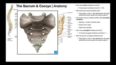 Anatomy of the Sacrum & Coccyx [+ other relevant structures]