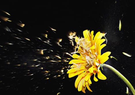 Sexual Reproduction in Plants