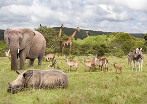 Evolution - Life Connections