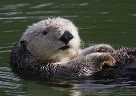 Sea otters