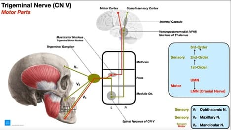 Cranial Nerve V - Trigeminal Nerve [Part 1] | Origin, Structure, Pathway & Function