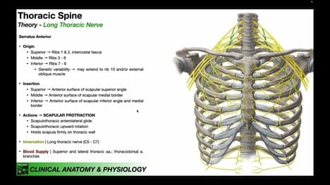 Serratus Anterior EXPLAINED | Origin, Insertion, .... & Important Functions