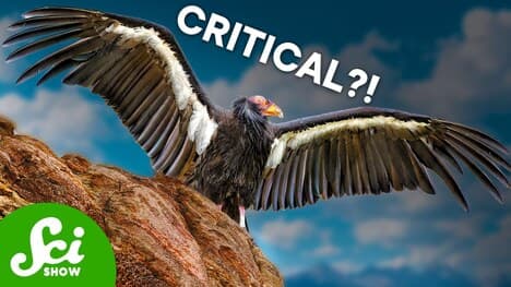 How a Die-Off of Vultures Cost a Country Billions