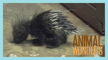 Baby Porcupine!