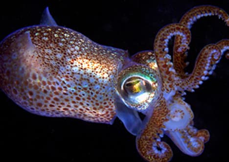 What is an Invertebrate?