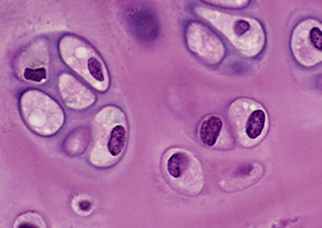 What is a Cell? - Cell Basics