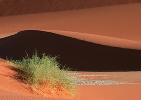 Natural Selection - Survival of the Fittest