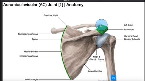 The AC Joint | Anatomy, Injury, & Diagnostic Test Cluster