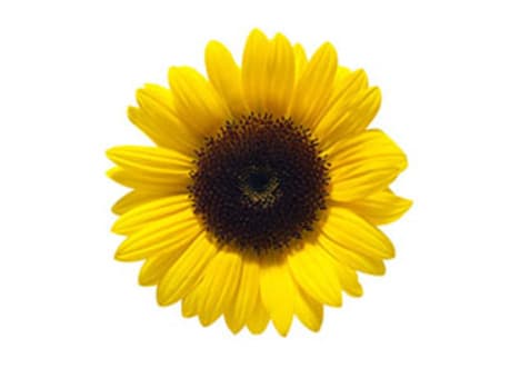 The Fibonacci Sequence