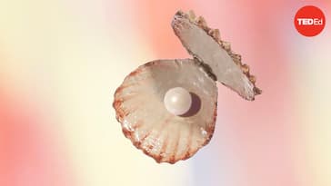 TED-Ed: How do oysters make pearls? | Rob Ulrich