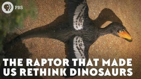 The Raptor That Made Us Rethink Dinosaurs