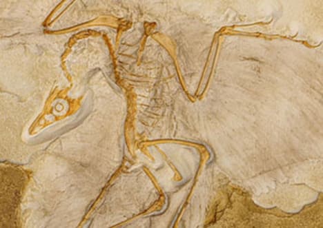 Extinction: The Permanent Loss of a Species