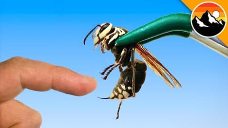 STUNG by 200 ANGRY Yellow Jackets!