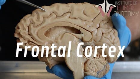 Why Teenagers Are Reckless...