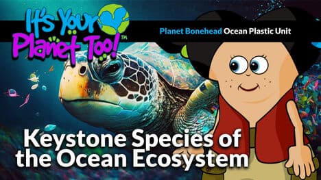 Connecting the Dots: Sea Turtles and Ecosystem Balance