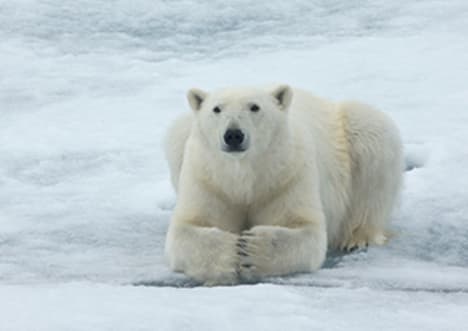 Mechanisms of Evolution