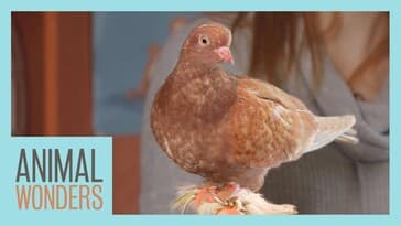 Pigeons: Underrated And Smarter Than You Think