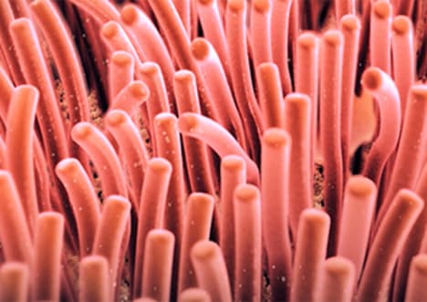 Cilia