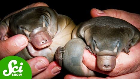 Platypuses Aren't Weird, You Are