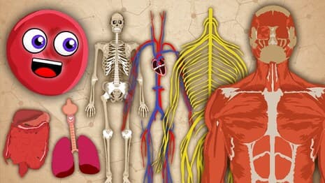 The Human Body! | KLT Anatomy