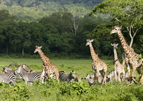 What is a Mammal? - Mammal Characteristics