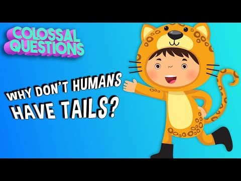 Why Don't People Have Tails? | COLOSSAL QUESTIONS