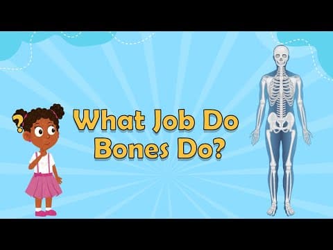 What Job Do Bones Do? - Human Body Facts - Science Facts For Kids - Biology Facts- Facts About Bones