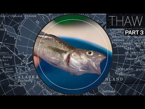 Why Atlantic fish are invading the Arctic