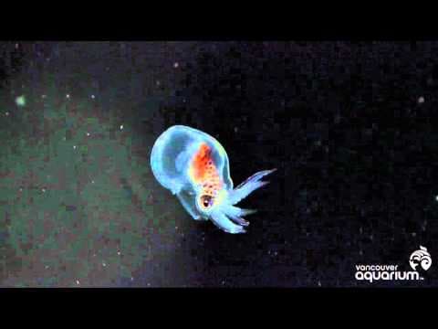 Baby Octopuses Eating