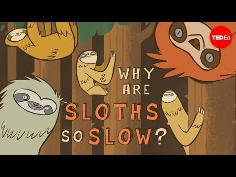 Why are sloths so slow? - Kenny Coogan -