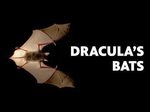 Not normal|Lions are climbing trees in Botswana