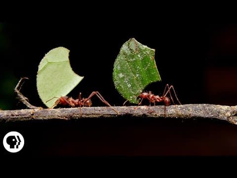 Why do Leafcutter Ants cut leaves and carry them away.