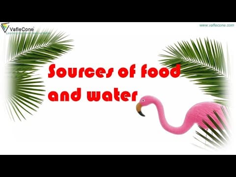 Source of Food and Water l Source of Food l plant source animal source of food