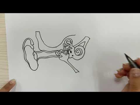 HOW TO DRAW THE STRUCTURE OF A HUMAN EAR