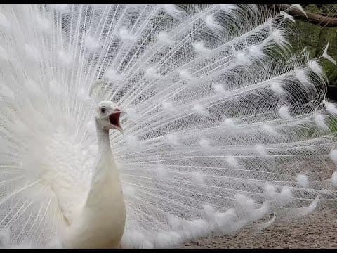 Silverback mountain gorilla Dad of the Year