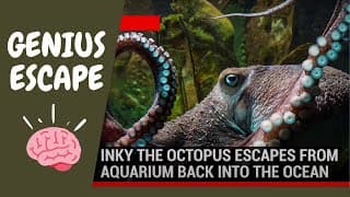 How Inky the Octopus Escaped Through a Drainpipe to the Sea