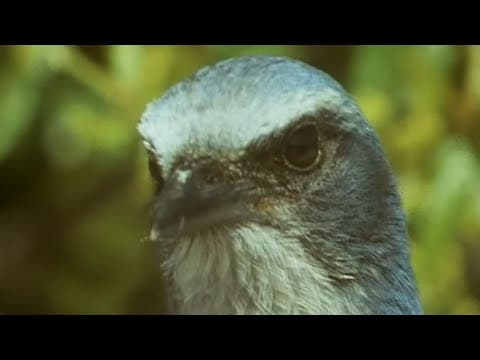 Birds Stealing From Other Birds | Trials Of Life