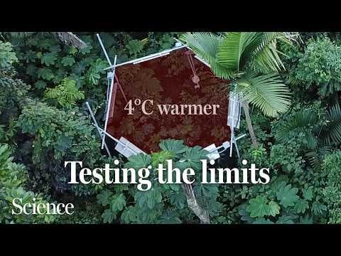 Turning up the temperature on the world’s hottest forests
