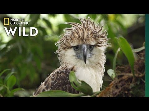 Watch an Endangered Philippine Eagle Chick Grow Up in Rare Video | Nat Geo Wild
